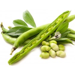 Fava Fresca